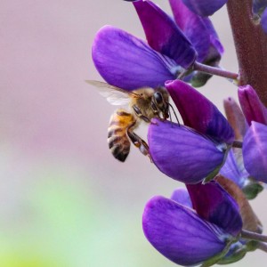 Bee and lupin