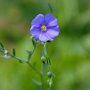 Blue flower