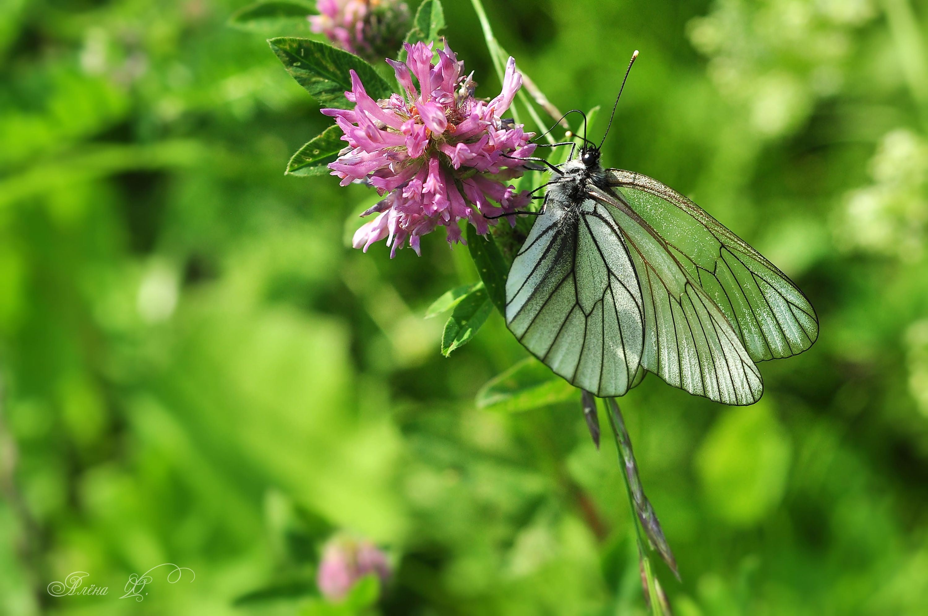Крылышки лета