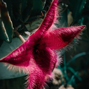 Flor carnosa