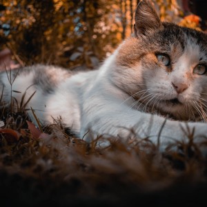 Gato felí