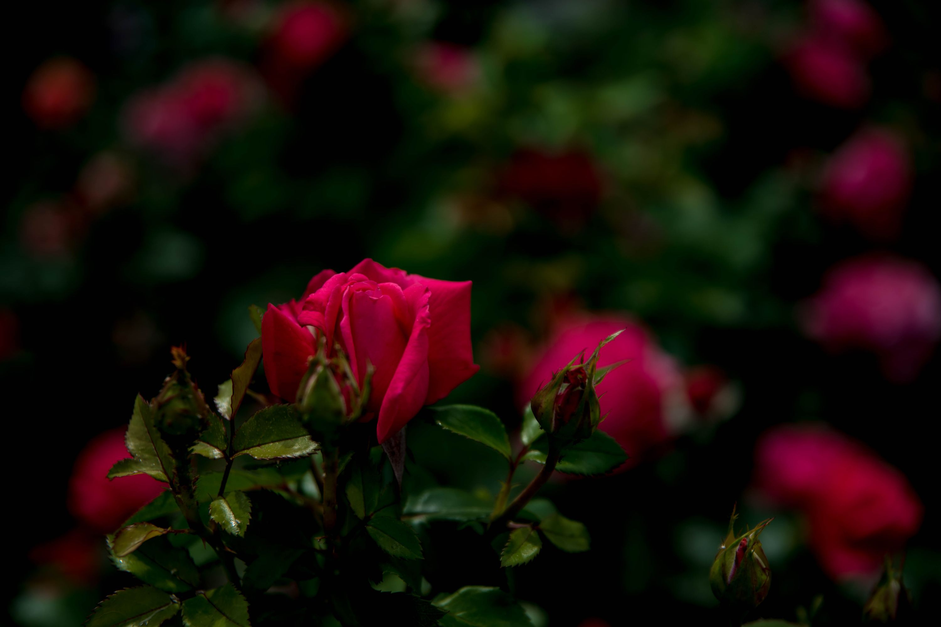 DSC_1984