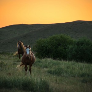 Закат в степи