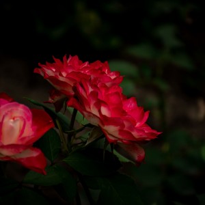 DSC_0042