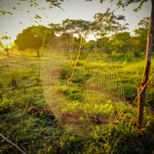 Telaraña