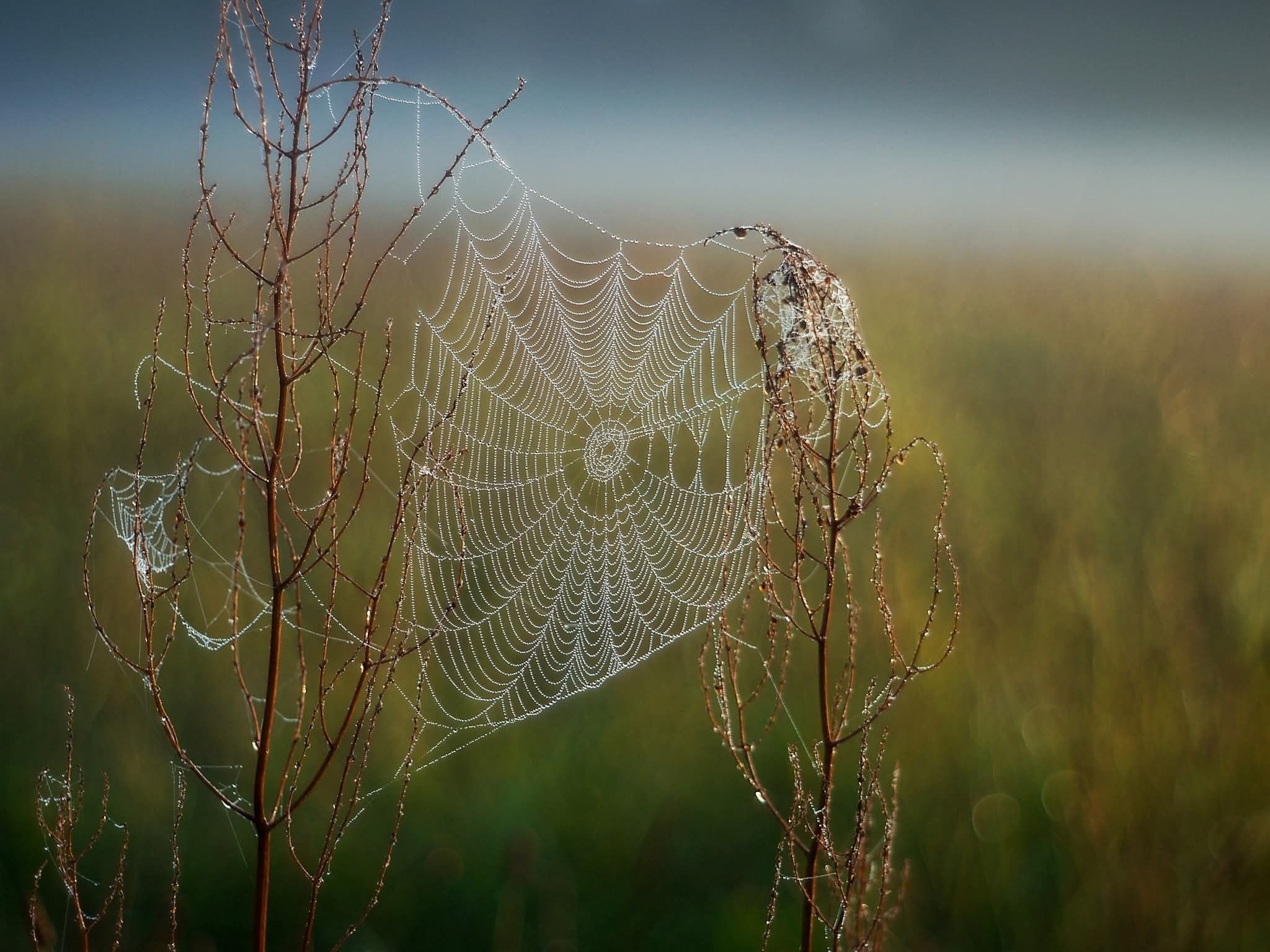 571122790_1492752082398610_4499314427330945415_n