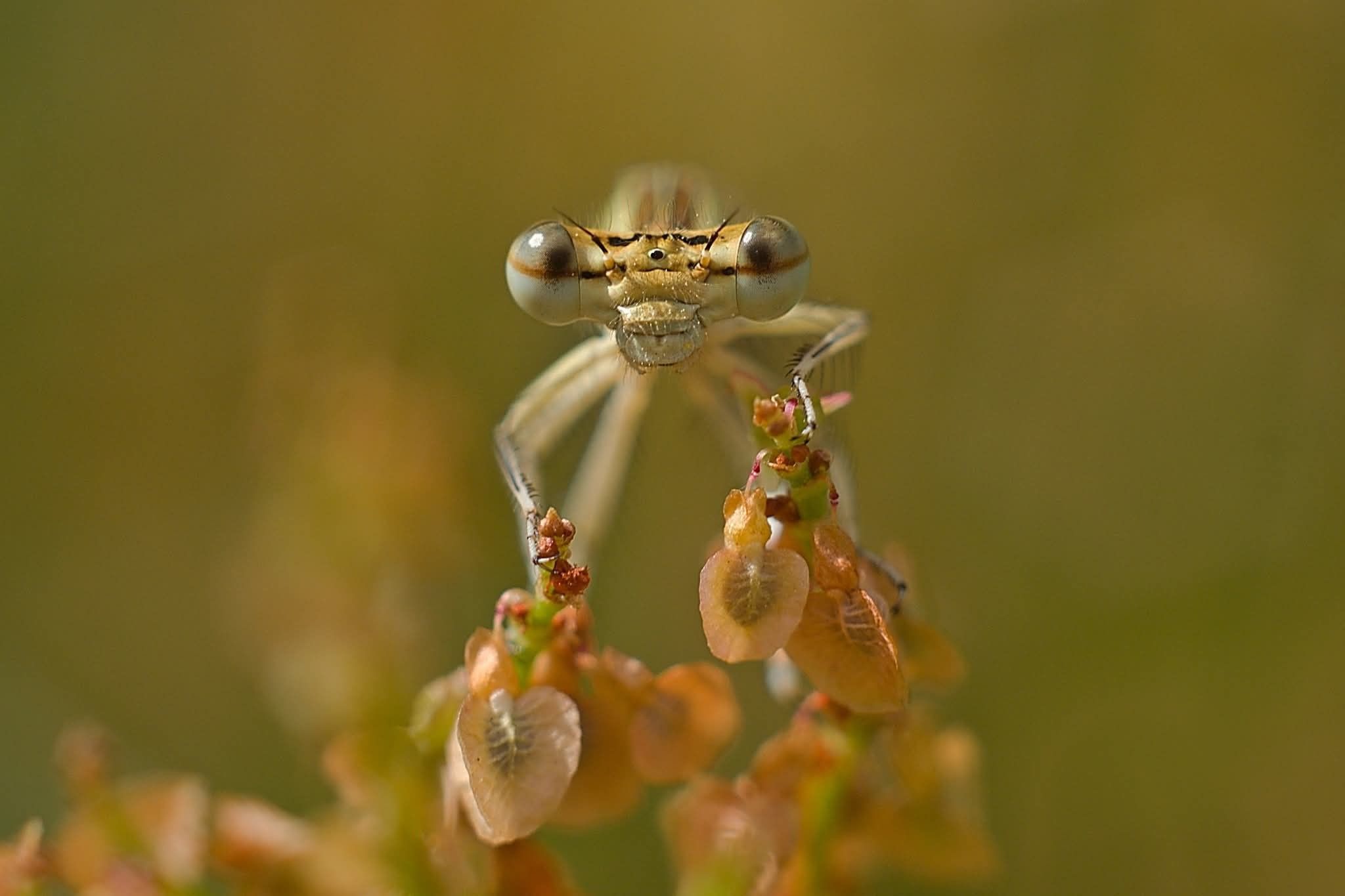 571007572_1492752115731940_6775655214516732845_n