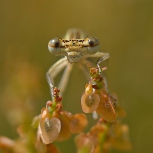 571007572_1492752115731940_6775655214516732845_n