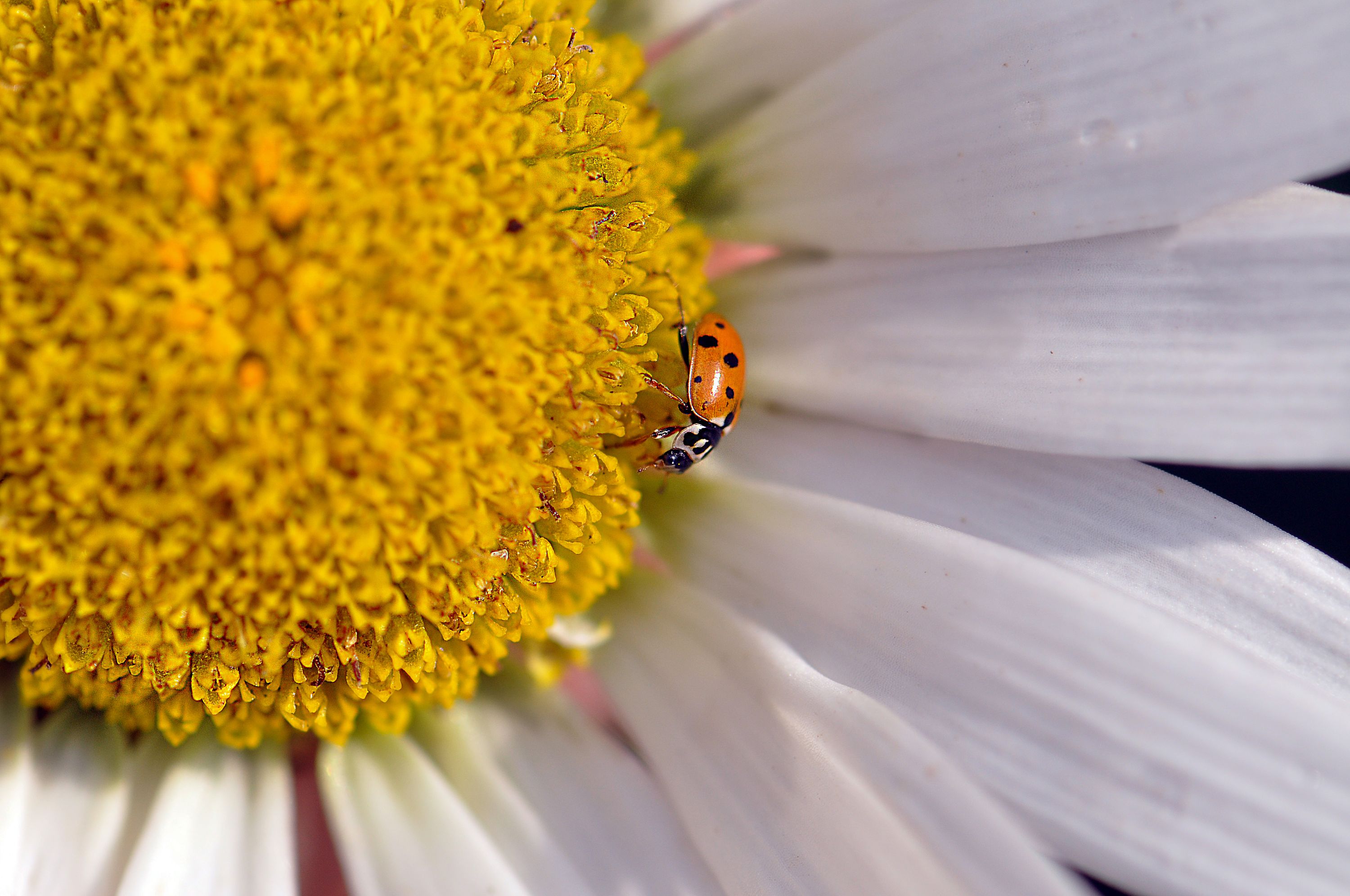 Коровка на прогулке