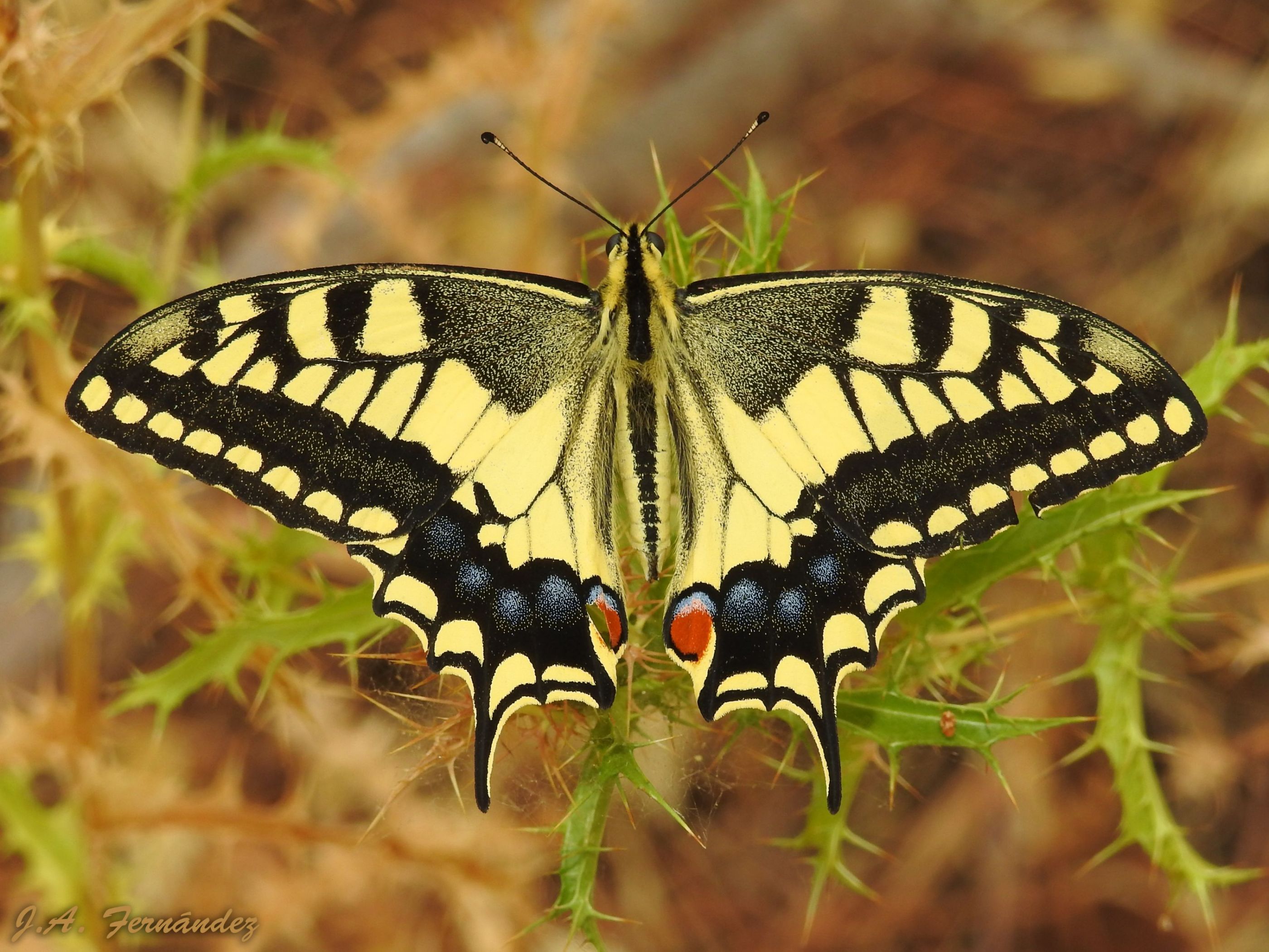 Papilio machaon