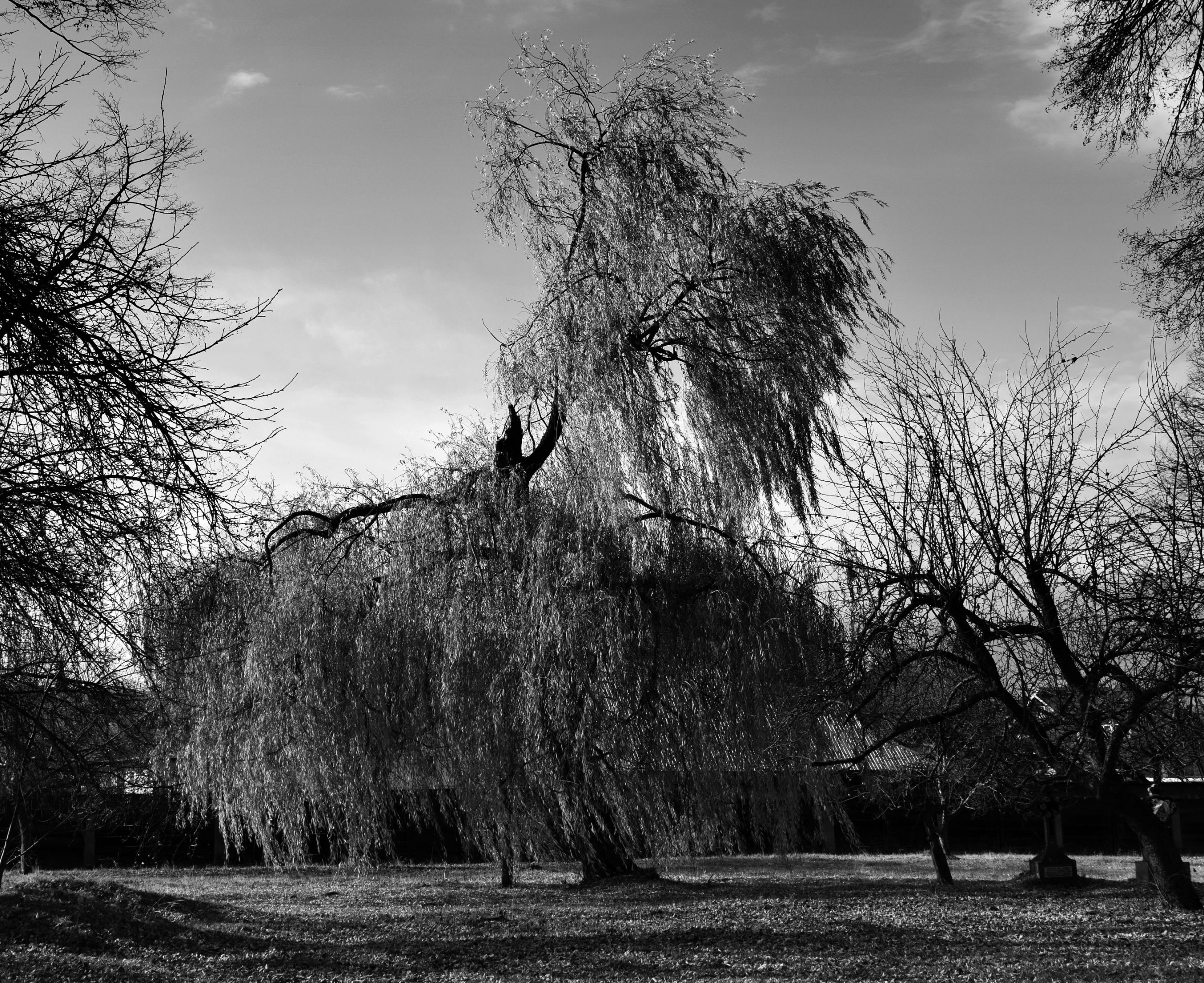 Plora l'arbre.