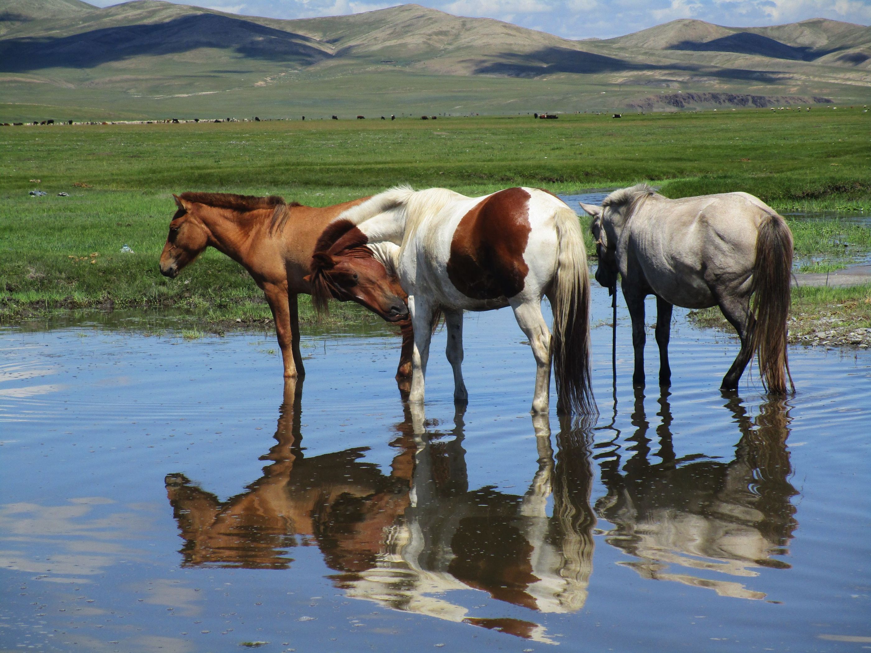 Natura doble.