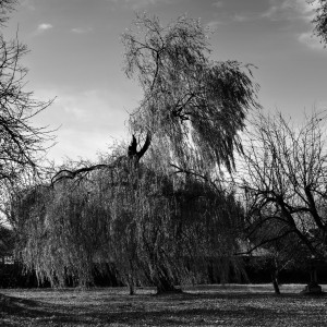 Plora l'arbre.