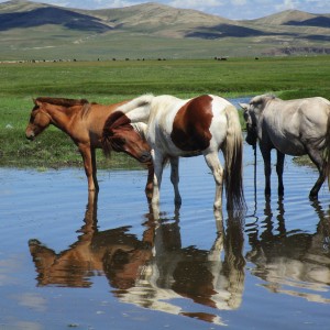 Natura doble.