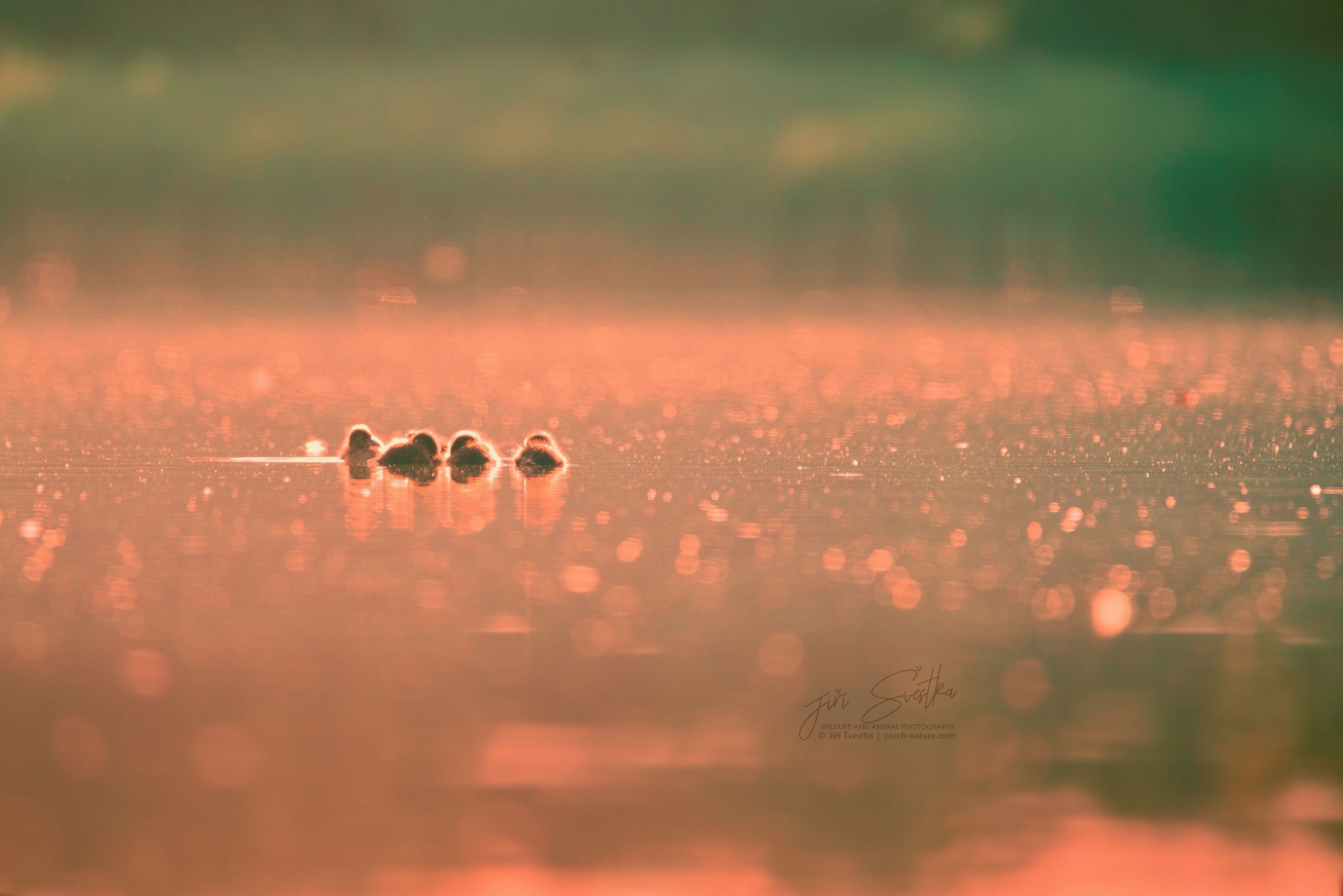 www.czech-nature.com