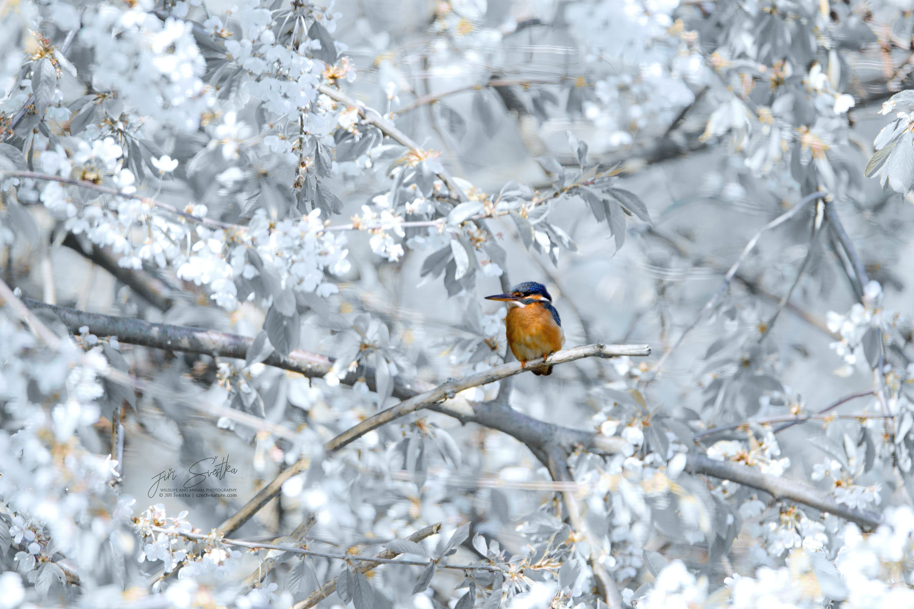 www.czech-nature.com