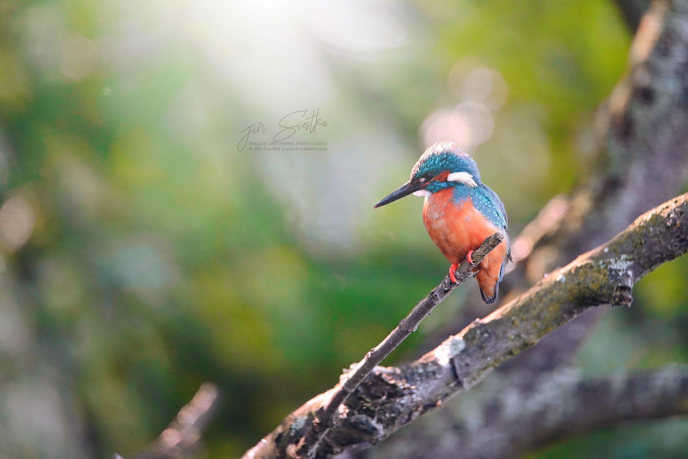 https://czech-nature.com/