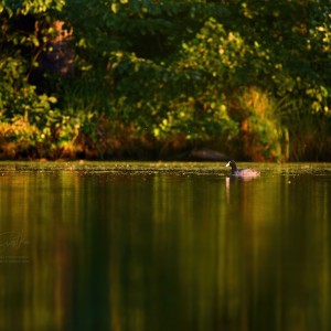 www.czech-nature.com