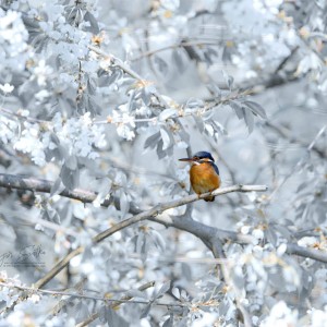 www.czech-nature.com