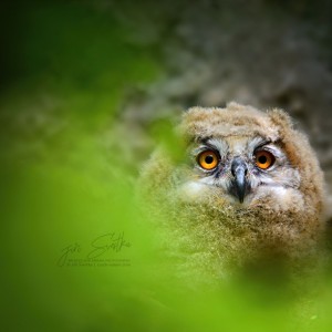 Výr velký (juv.) - www.czech-nature.com