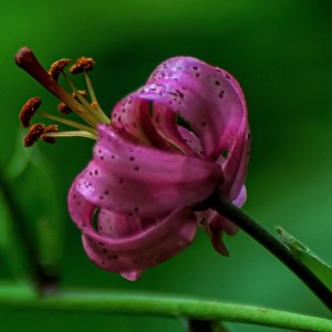 DSC_2837-01