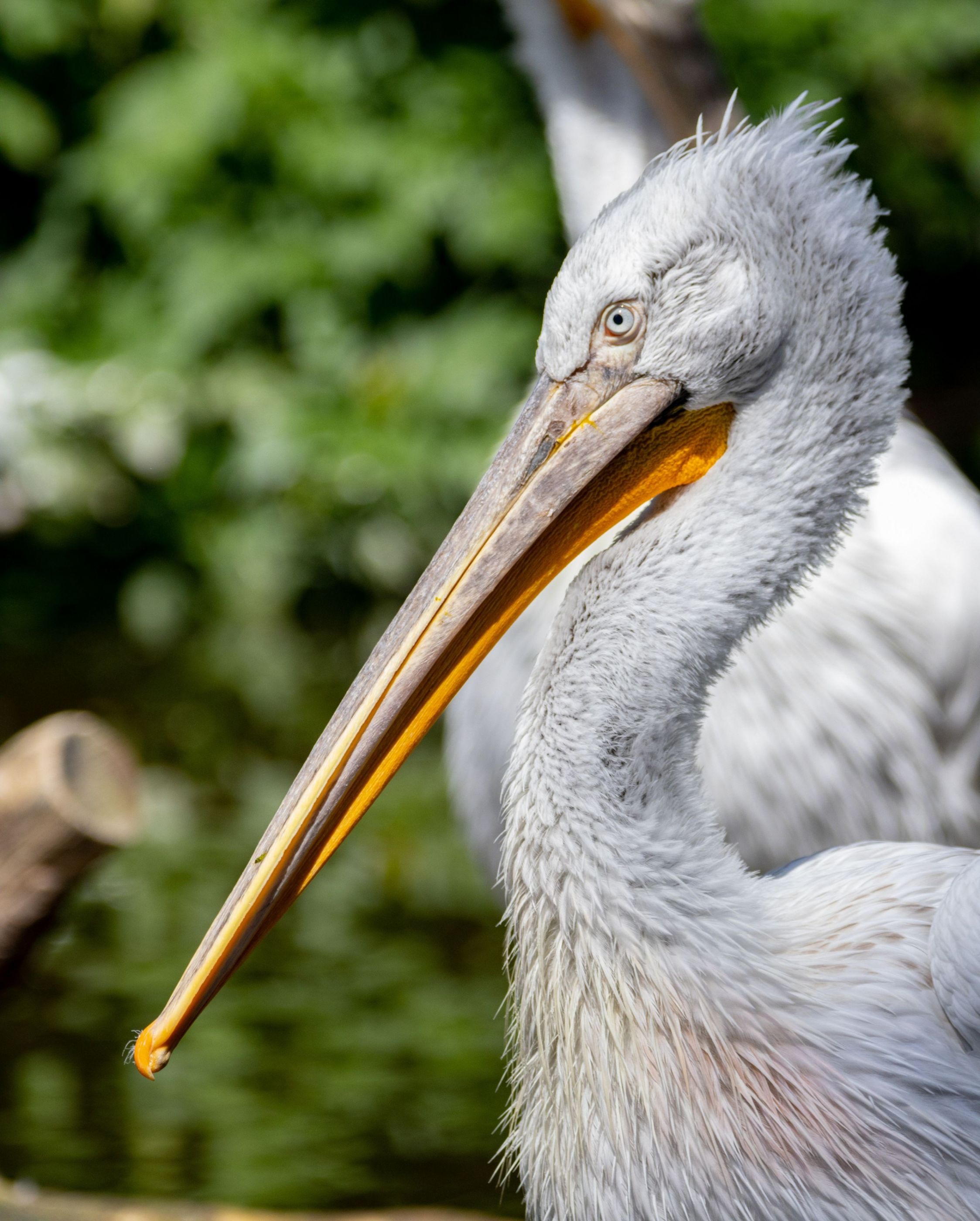 Pelican in a zoo