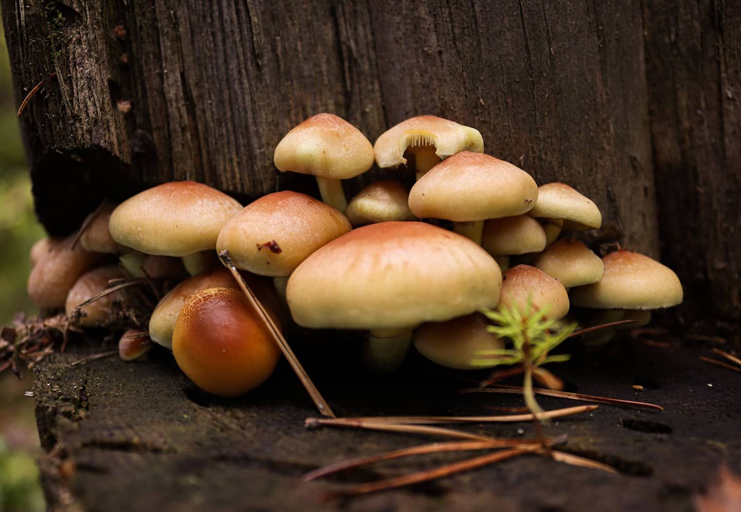 IMG_20201018_014905_043