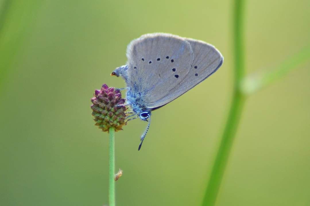 FB_IMG_1599505611771