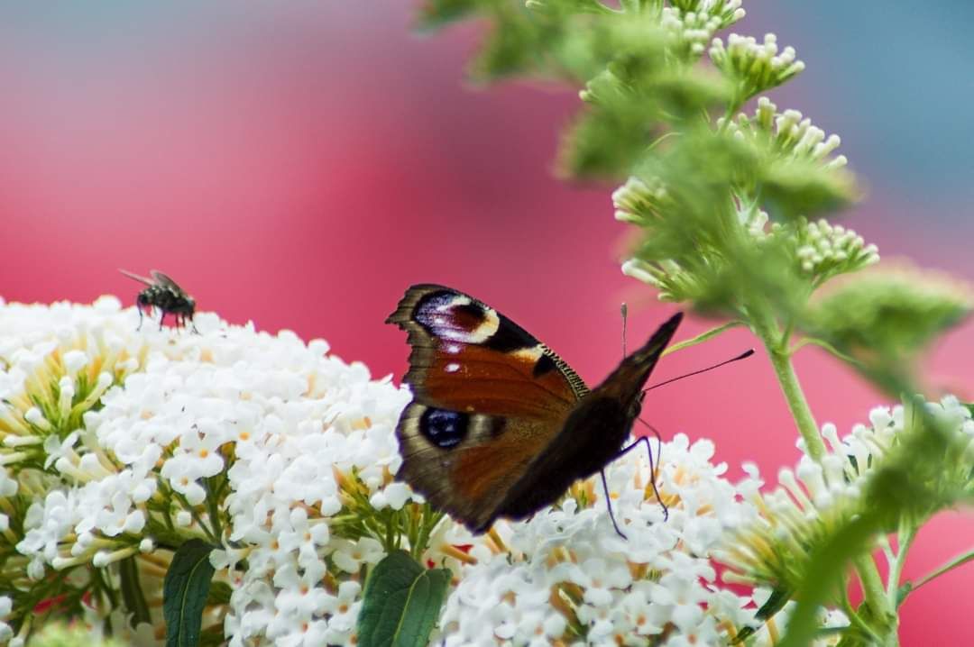 FB_IMG_1599504616144