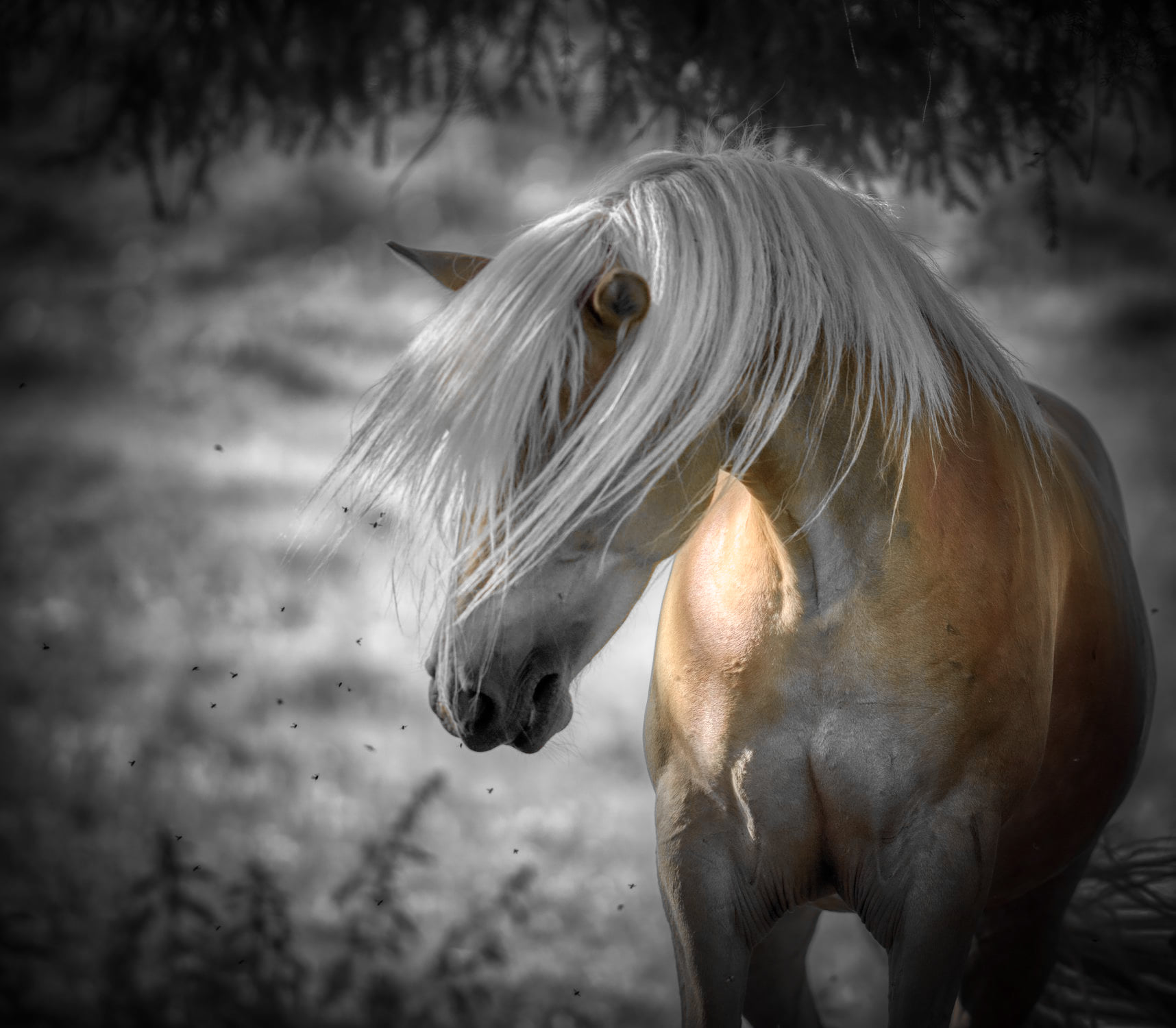 Haflinger