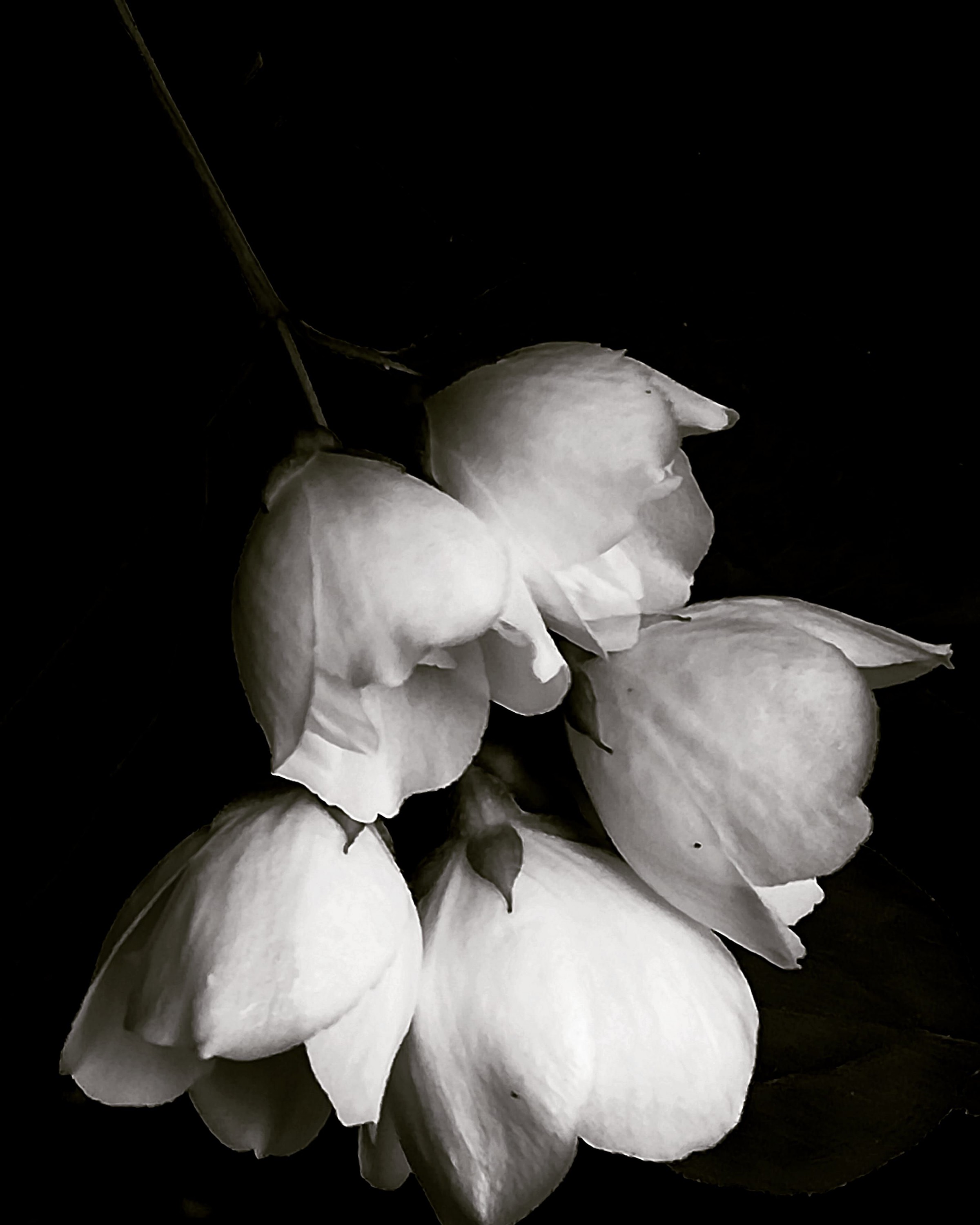 White flowers