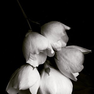 White flowers