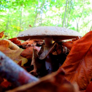 Herbst
