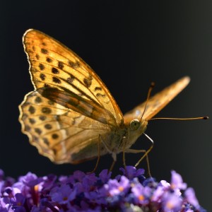 _DSC0976