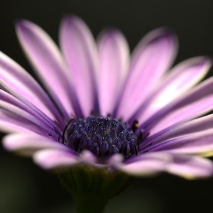 _DSC0131