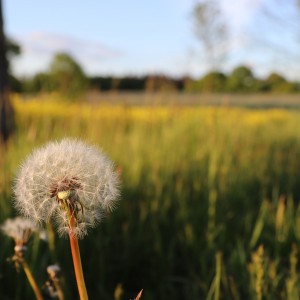 dandelion