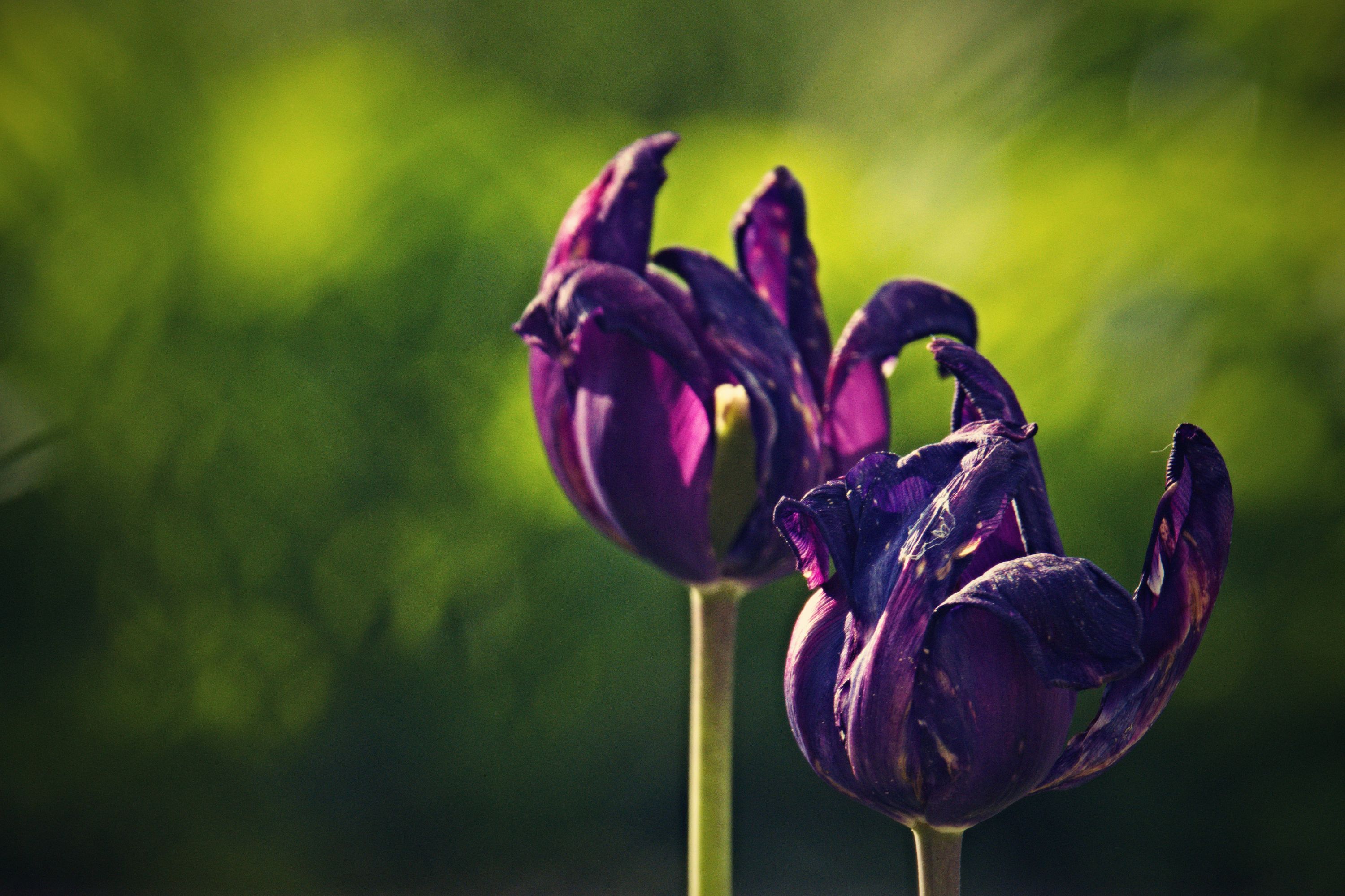 Tulipány.