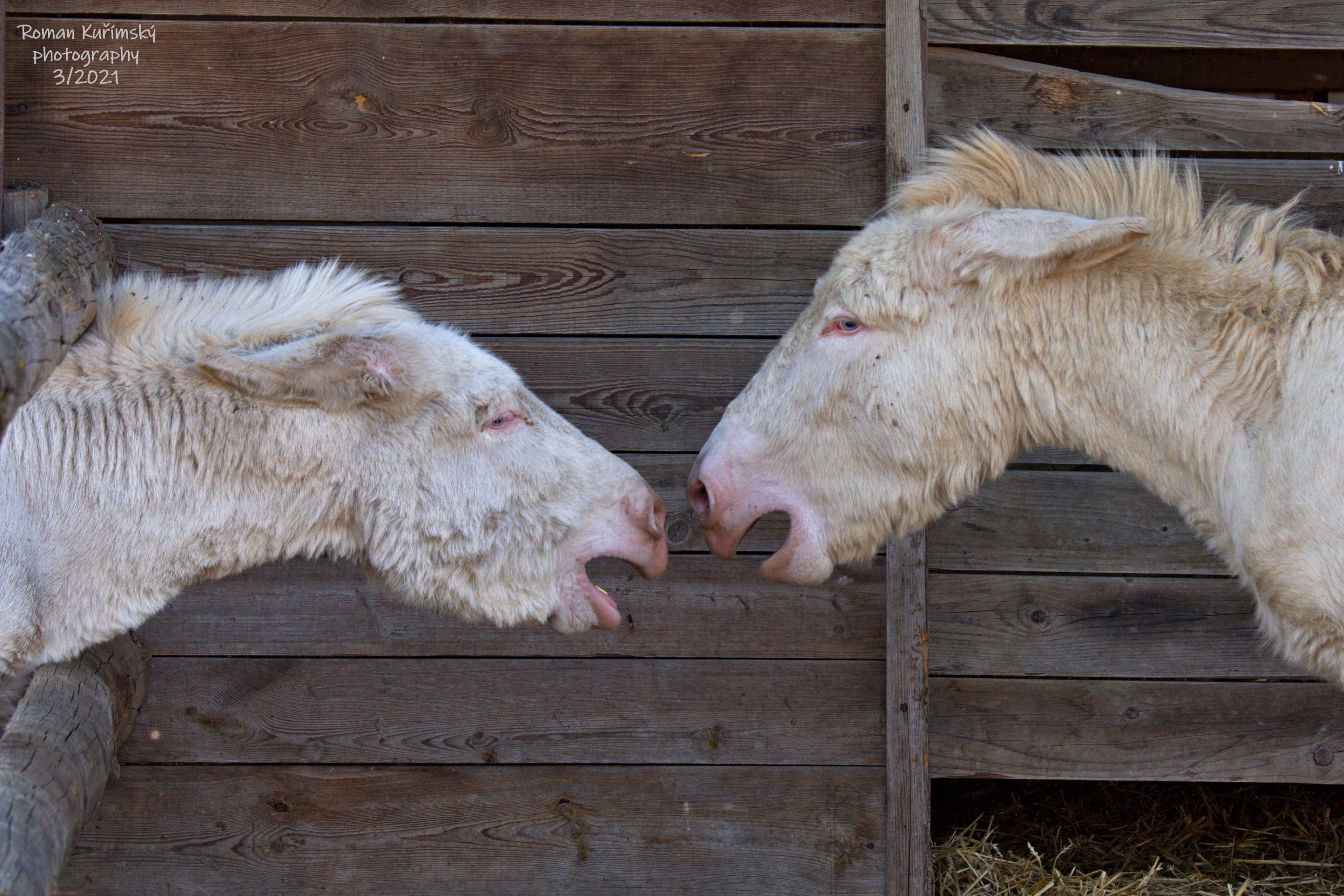 Když osli řeší osloviny.