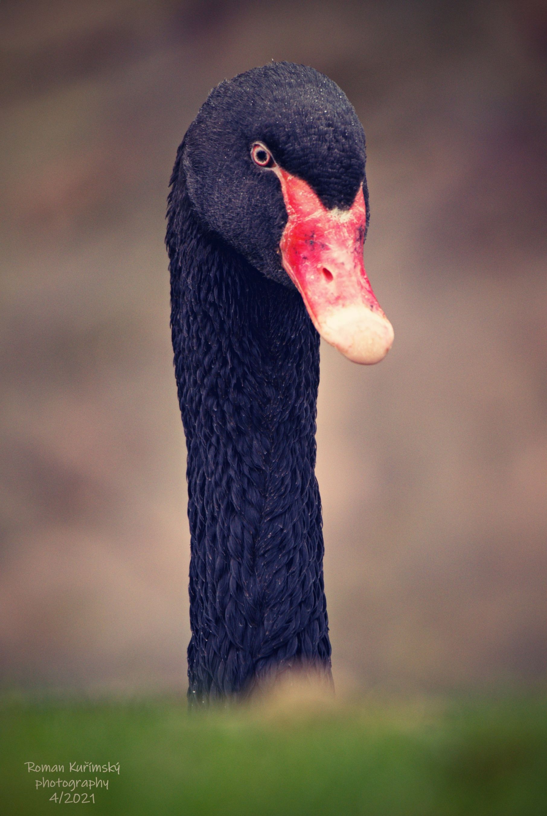 Periskop. Labuť černá.