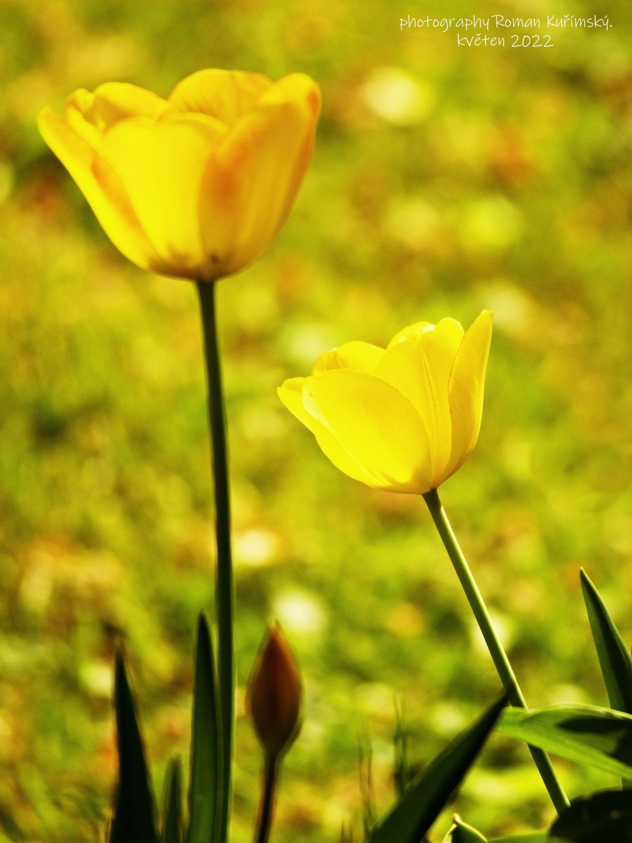 Tulipánová.