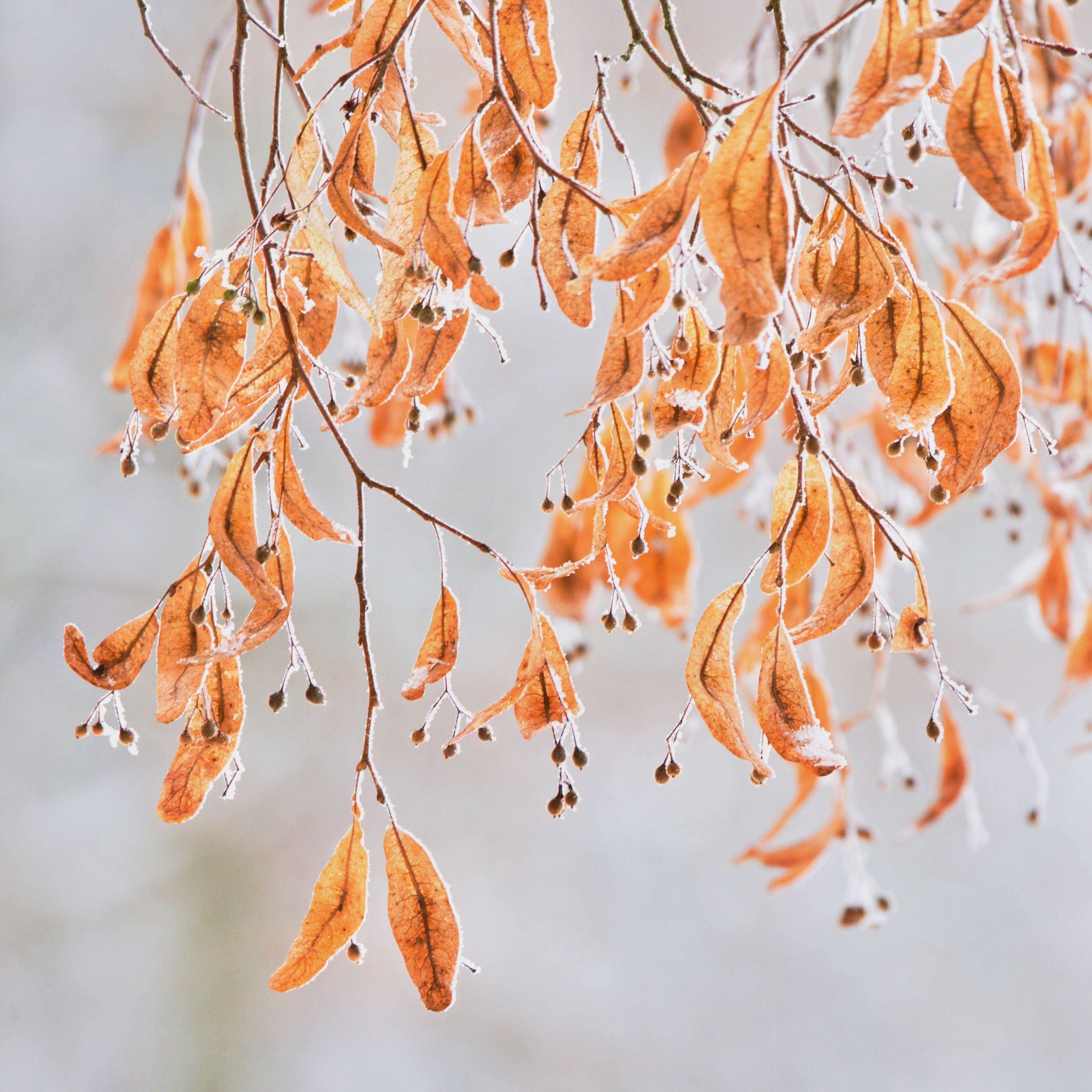 Vánoční zdobení.