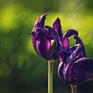 Tulipány.