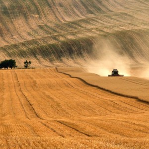 Žně.