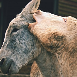 Něco ti pošeptám.