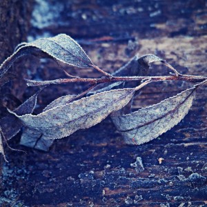 Pozůstatky podzimu.