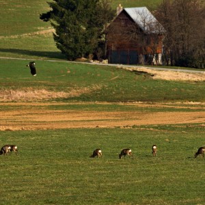Předjaří.