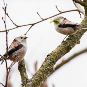 Mlynaříci dlouhoocasý budují hnízdo.