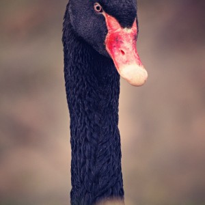 Periskop. Labuť černá.