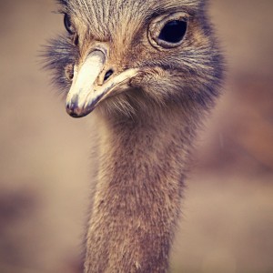 Takovej pštrosí zvědavec.