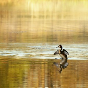Tančící potápka roháč.